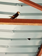 Cecropis senegalensis