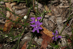 Scaevola ramosissima