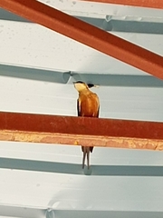 Cecropis senegalensis