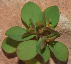 Euphorbia falcata