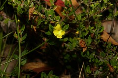 Hibbertia empetrifolia