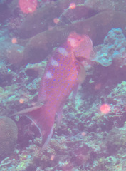 Variola albimarginata