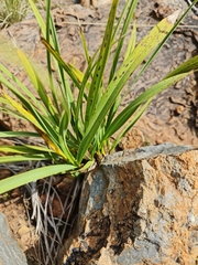 Xerophyta retinervis