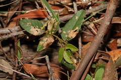 Kennedia rubicunda