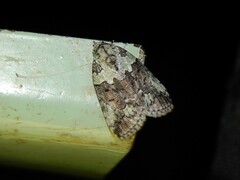 Blenina squamifera