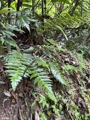 Polystichum lepidocaulon