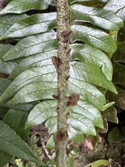 Polystichum lepidocaulon