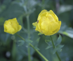 Trollius europaeus