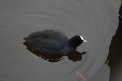 Fulica atra
