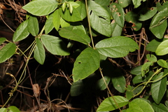 Kennedia rubicunda
