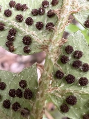 Polystichum lepidocaulon