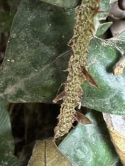 Polystichum lepidocaulon