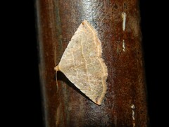 Eublemma gayneri