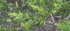 Melaleuca styphelioides