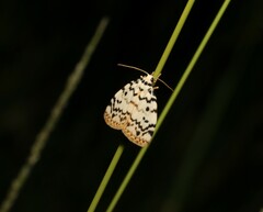 Hectobrocha multilinea