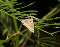 Lithilaria proestans