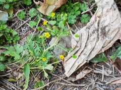 Ranunculus sceleratus