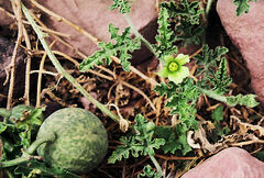 Citrullus colocynthis