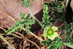 Citrullus colocynthis