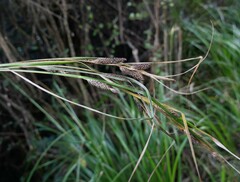 Carex raoulii