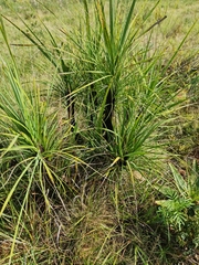 Xerophyta retinervis