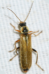 Cantharis decipiens