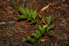 Glochidion ferdinandi