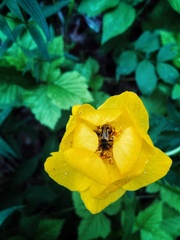 Brachyta interrogationis