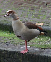 Alopochen aegyptiaca