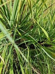 Xerophyta retinervis