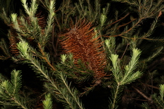 Banksia ericifolia