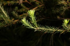 Banksia ericifolia
