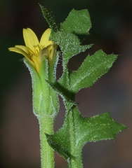 Hyoseris scabra