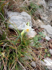 Narcissus dubius