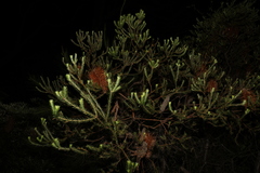 Banksia ericifolia
