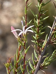 Wahlenbergia rubens