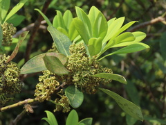 Daphniphyllum oldhami