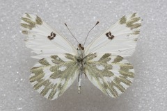 Pontia chloridice