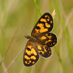 Heteronympha cordace