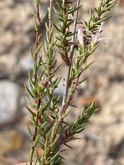 Wahlenbergia rubens
