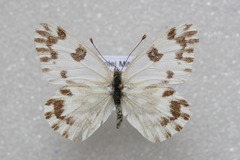 Pontia chloridice
