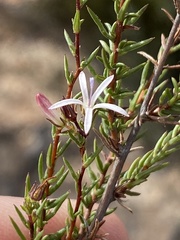 Wahlenbergia rubens