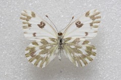 Pontia chloridice