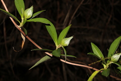 Hibbertia scandens