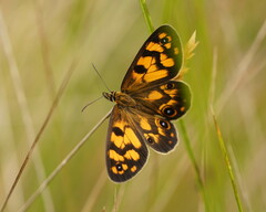 Heteronympha cordace