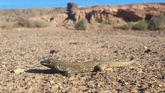 Gallotia atlantica
