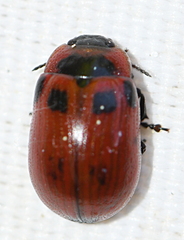 Gonioctena viminalis
