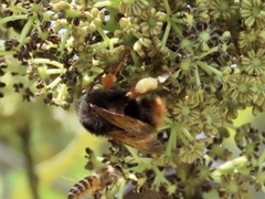 Bombus eximius