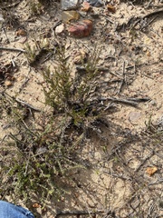 Wahlenbergia rubens