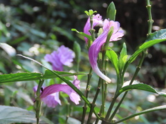 Strobilanthes cusia